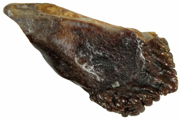 Unworn Sub-Adult Dinosaur (Triceratops) Tooth - Montana #319775